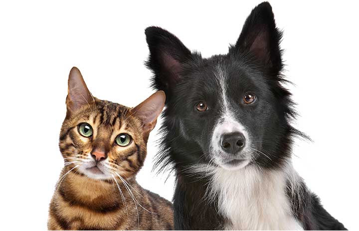 Dog and Cat image